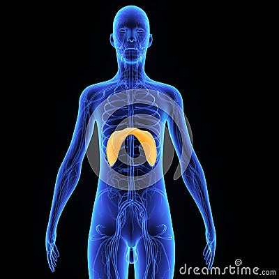 Diaphragm Stock Photo